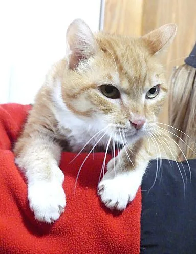 Rocky  Sponsored! thumbnail 2