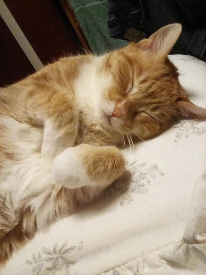 Rocky  Sponsored! thumbnail 3