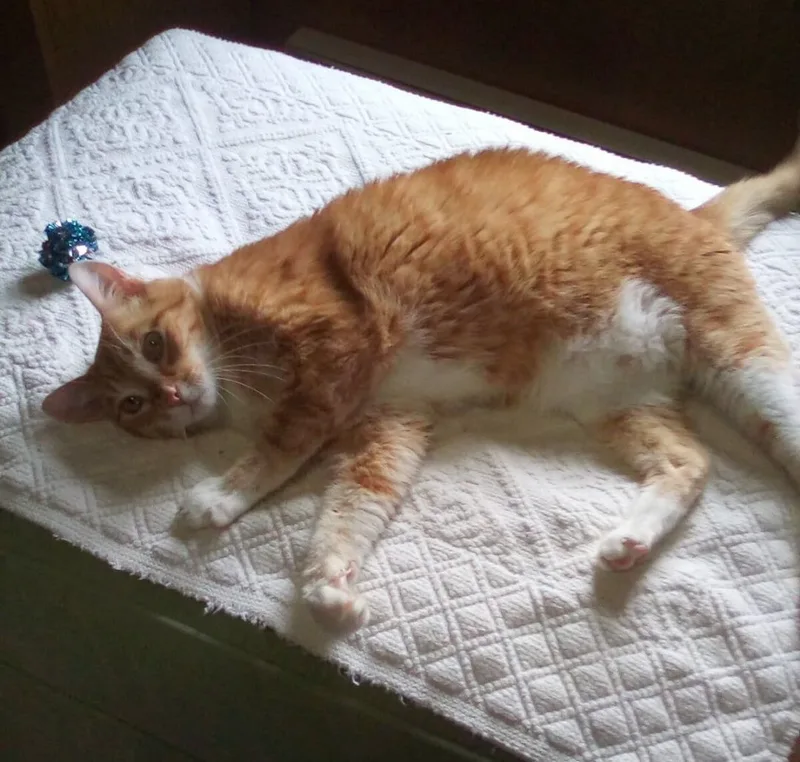 Rocky  Sponsored! thumbnail 6