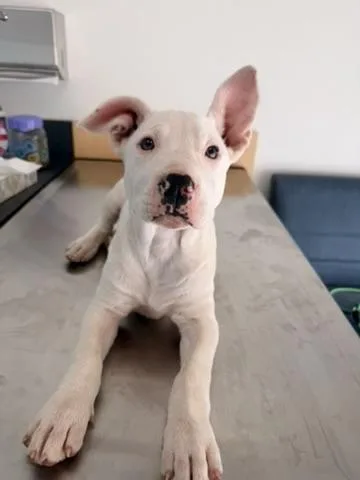 A baby medium-sized female White / Cream American Staffordshire Terrier dog named Rj for adoption in Pelham, AL