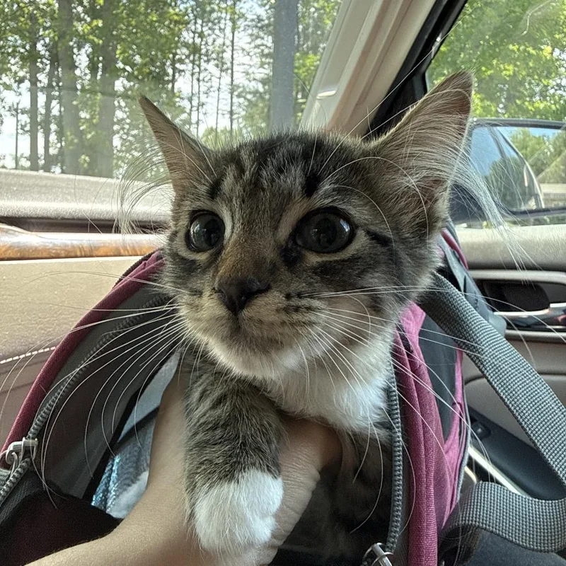 A baby small-sized female Gray / Blue / Silver Domestic Long Hair cat named Shoo Fly for adoption in Greensboro, NC