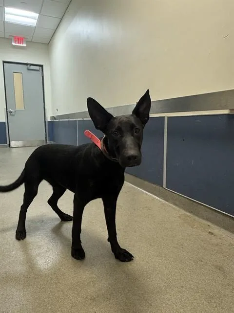 A young medium-sized female Terrier dog named Martini for adoption in Miami, FL