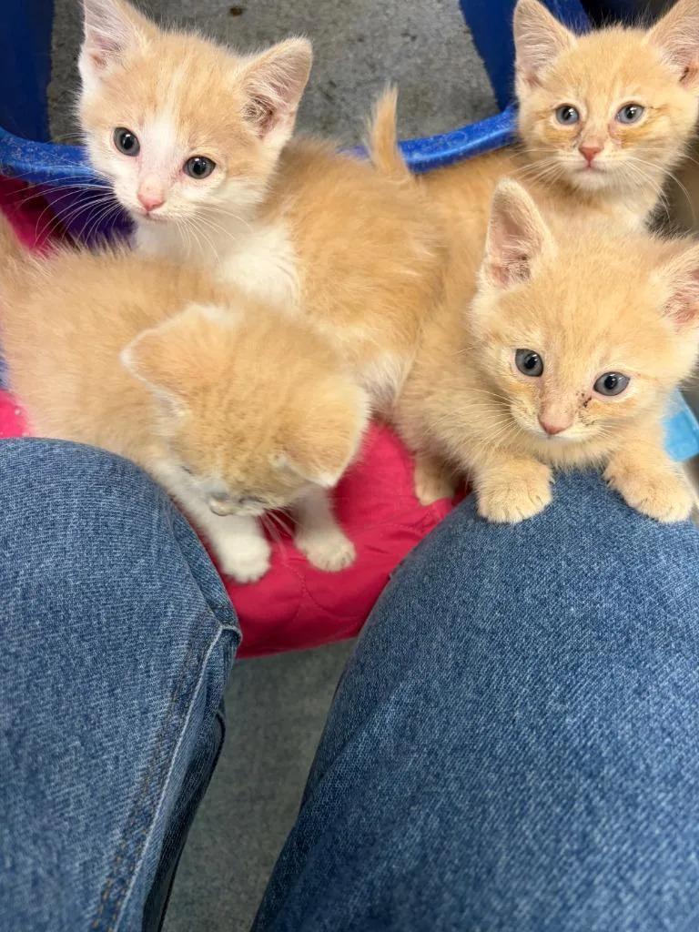 A baby medium-sized male Domestic Short Hair cat named Macchiato for adoption in Portland, IN