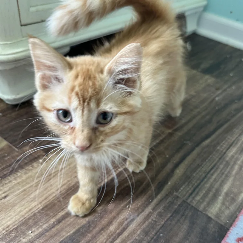 A baby medium-sized female Orange / Red Domestic Long Hair cat named Hibiscus for adoption in East Lansing, MI