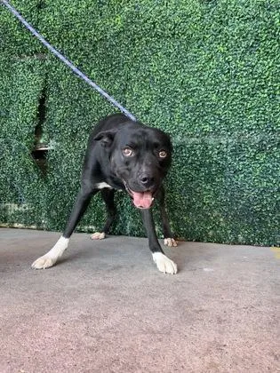 An adult large-sized male Black Labrador Retriever dog named Sidebar for adoption in El Paso, TX