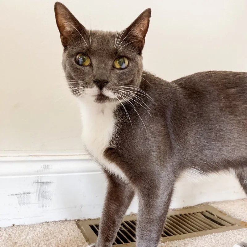 An adult medium-sized female Gray & White Tuxedo cat named Betty for adoption in Philadelphia, PA