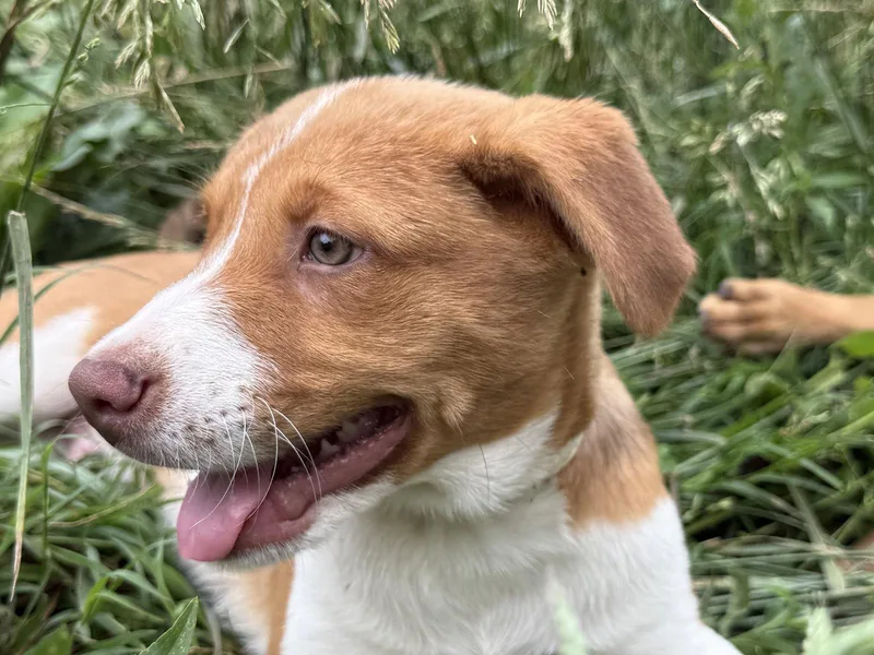 A baby medium-sized male Labrador Retriever dog named Walnut for adoption in Nashville, TN