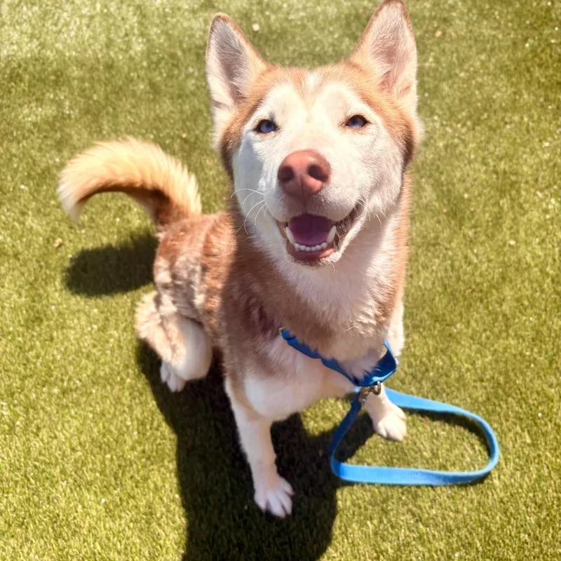 An adult medium-sized female Brown / Chocolate Husky dog named Periwinkle for adoption in Philadelphia, PA