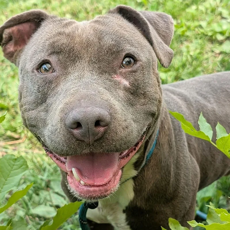 A young medium-sized male Bicolor Pit Bull Terrier dog named Haberdasher for adoption in Naperville, IL