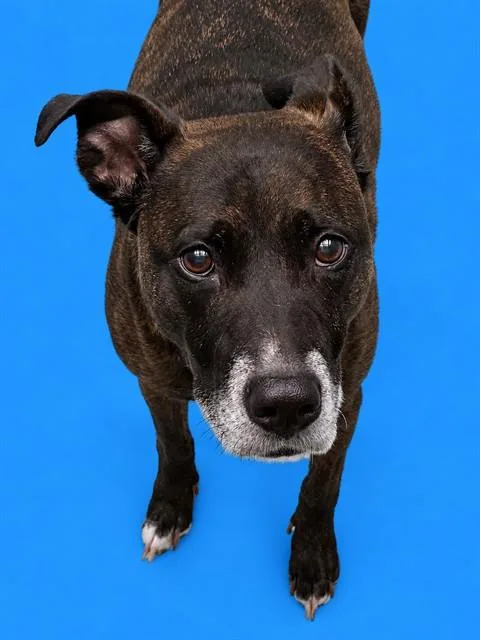 An adult medium-sized female Pit Bull Terrier dog named Nala for adoption in Westminster, MD