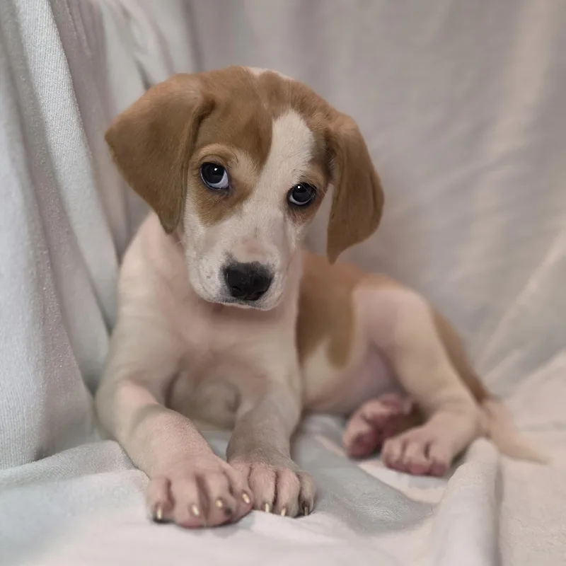 A baby medium-sized female White / Cream Mixed Breed dog named Xena for adoption in Blairstown, NJ