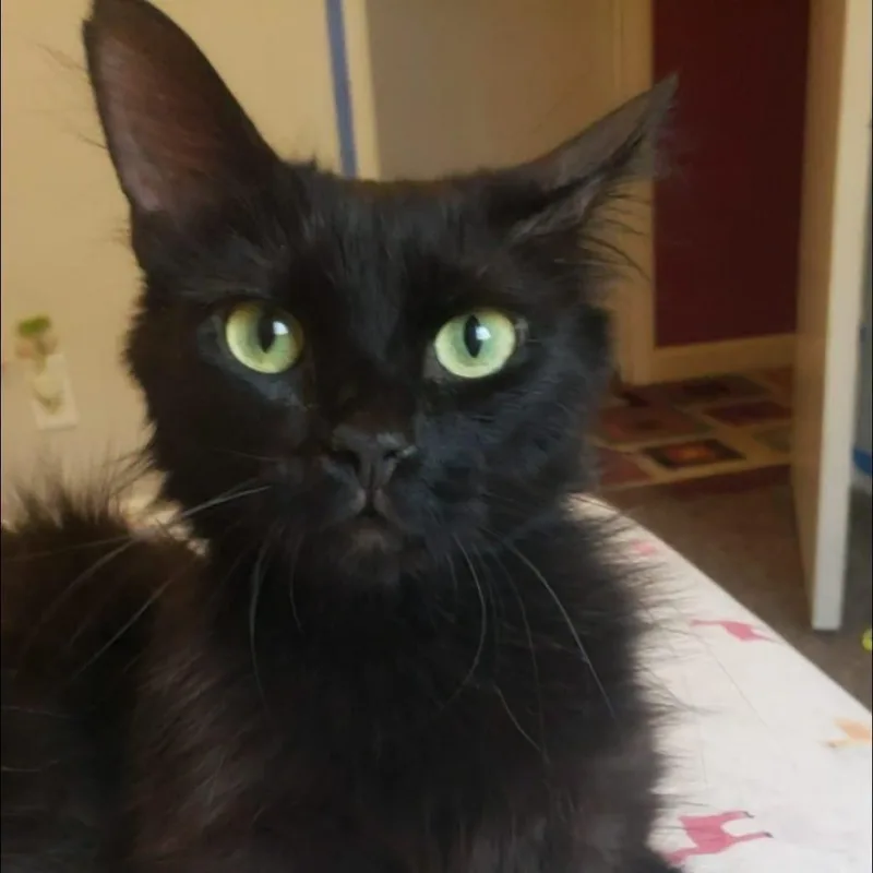 Jiji thumbnail 2