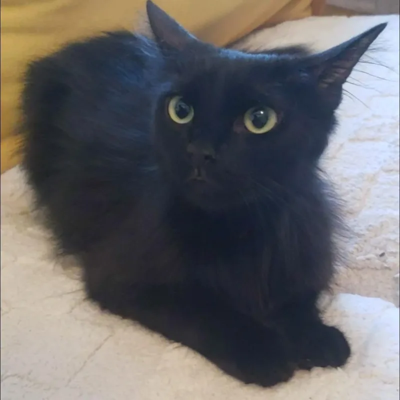 Jiji thumbnail 3