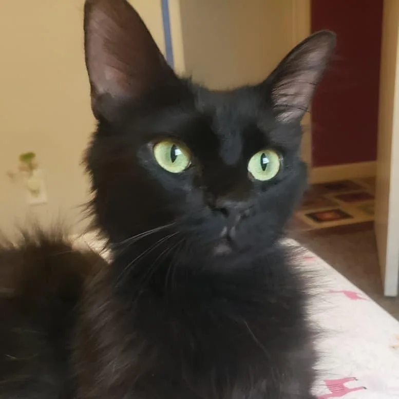 Jiji thumbnail 4