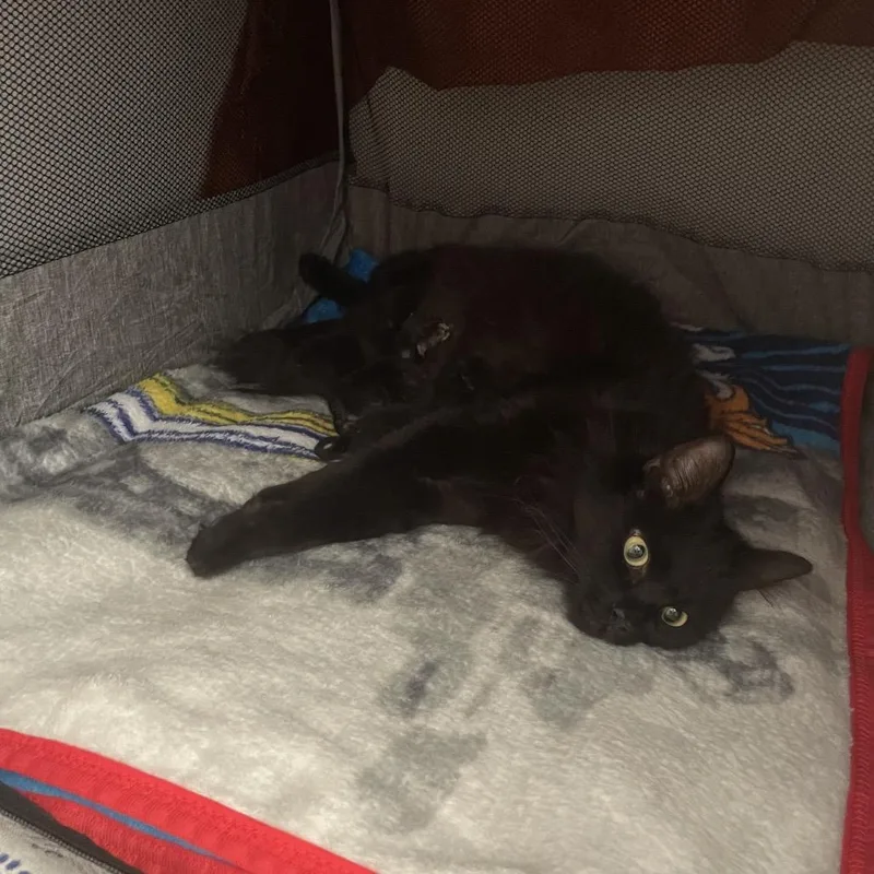 Jiji thumbnail 5