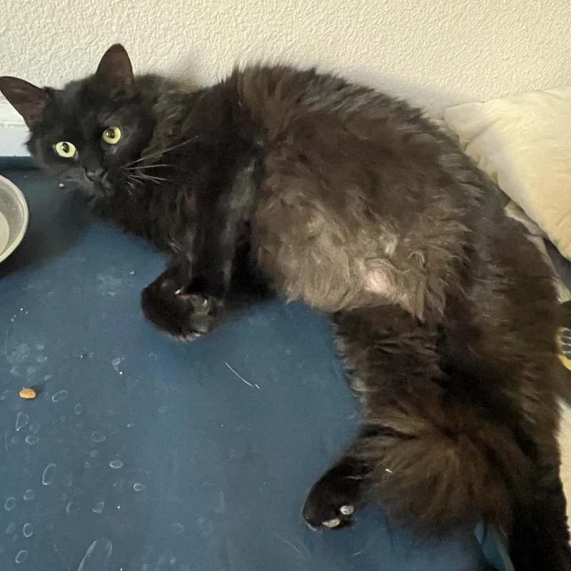 Jiji thumbnail 6