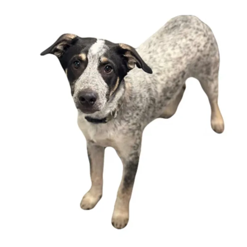 A young medium-sized male Australian Cattle Dog / Blue Heeler dog named Haggard for adoption in Red Bluff, CA