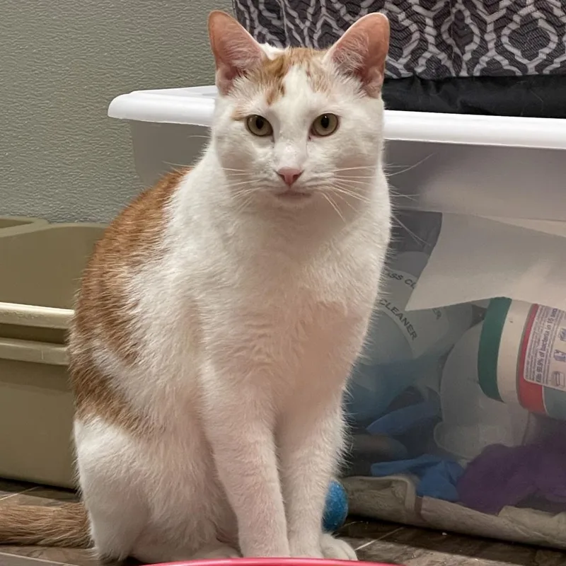 Henry The Orange thumbnail 2