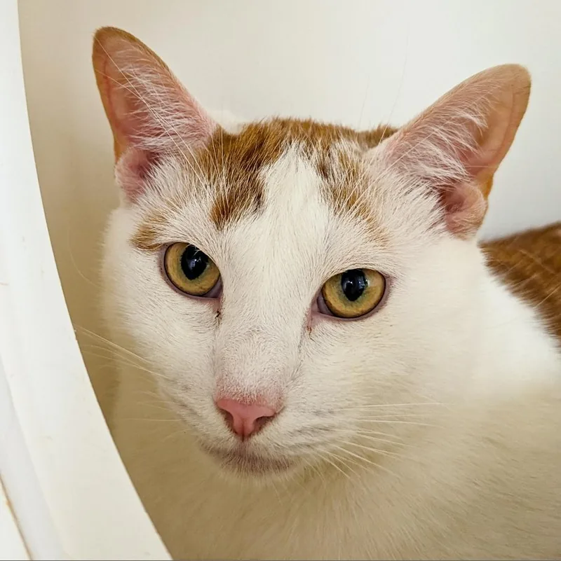 Henry The Orange thumbnail 3