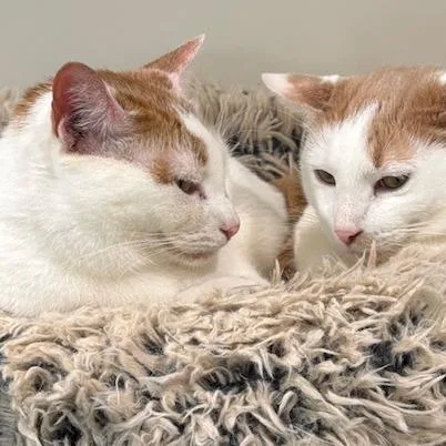 Henry The Orange thumbnail 4