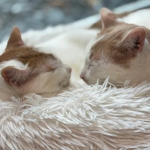 Henry The Orange thumbnail 5