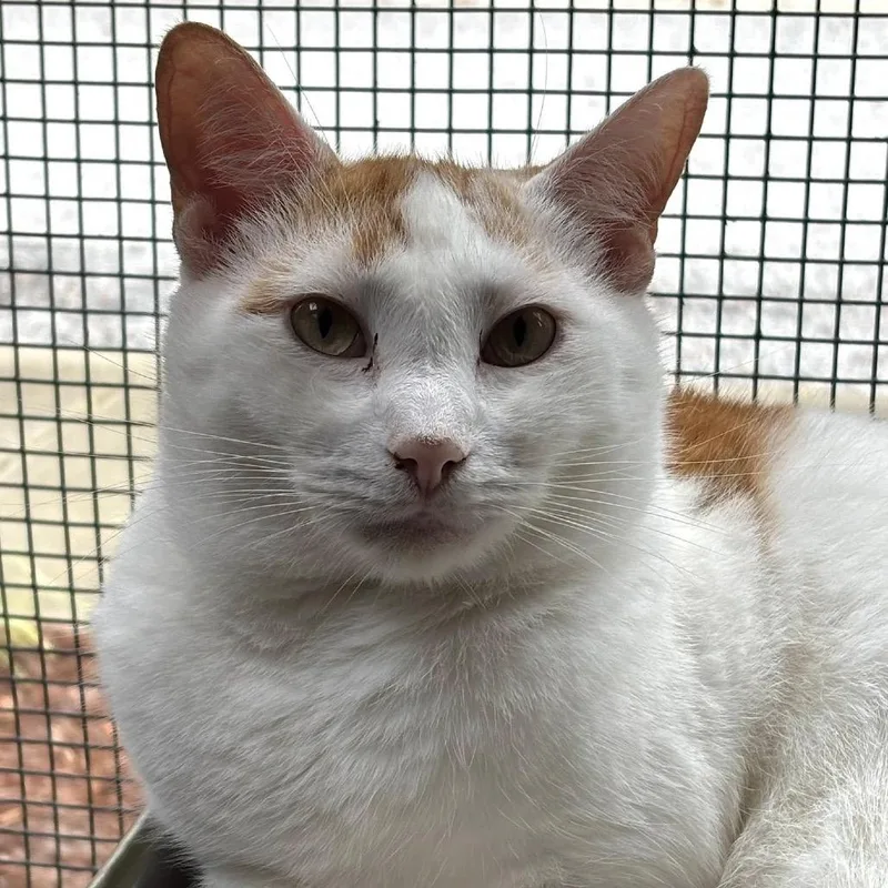 Henry The Orange thumbnail 6