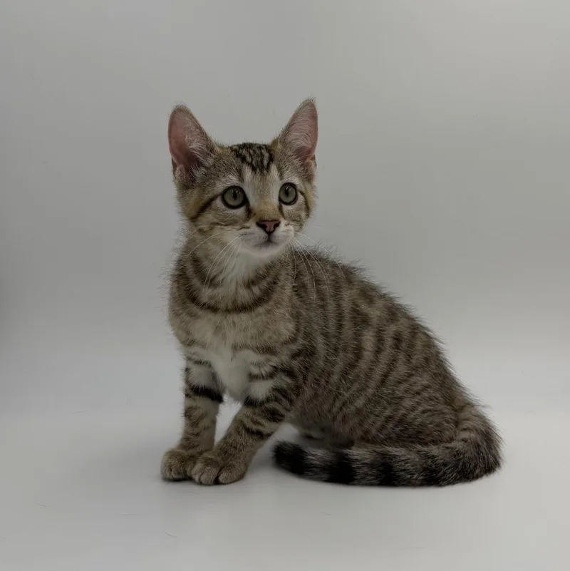 A baby medium-sized female Domestic Short Hair cat named Root Beer Float for adoption in State College, PA