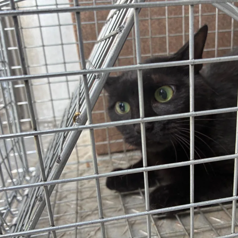 An adult medium-sized male Black Domestic Short Hair cat named Stokesdale for adoption in Greensboro, NC