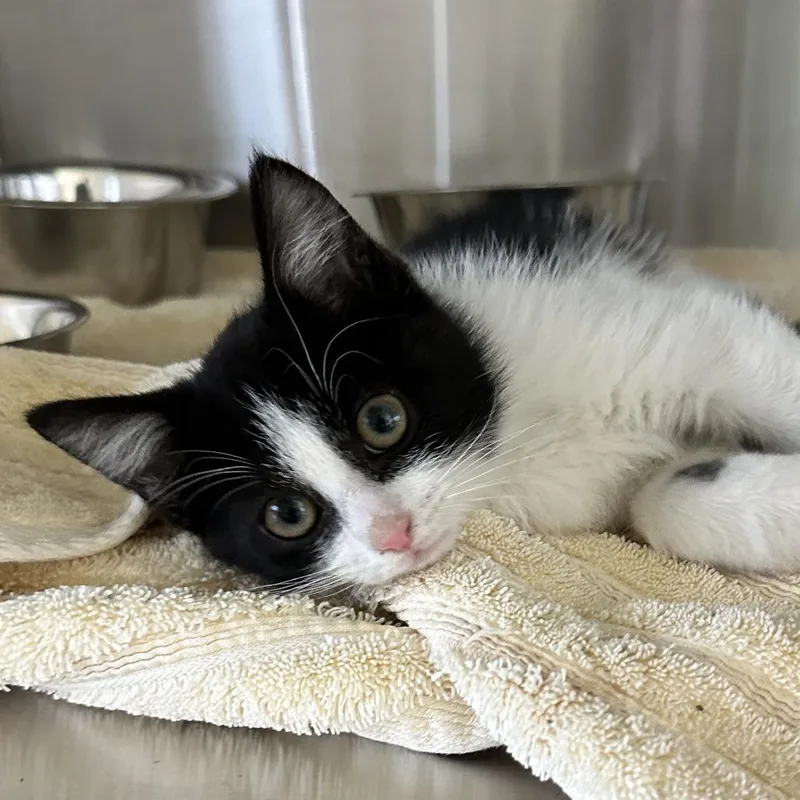 A baby small-sized male Domestic Short Hair cat named Cotton Eye'd Joe for adoption in Washington Township, OH