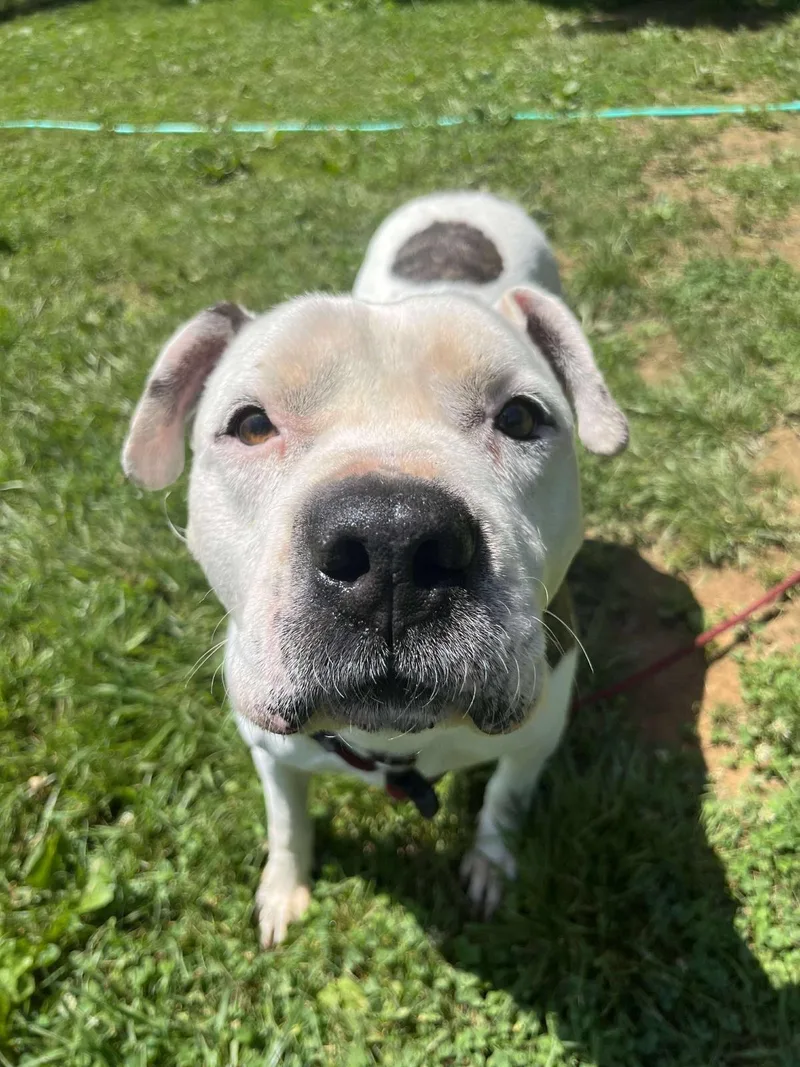 A senior large-sized male American Staffordshire Terrier dog named Guy for adoption in Front Royal, VA