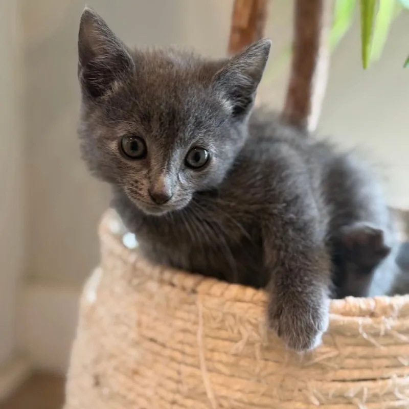 A baby small-sized male Gray / Blue / Silver Domestic Short Hair cat named Grayson for adoption in Westminster, CA