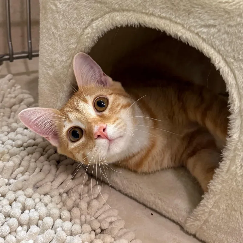 A young medium-sized male Tabby (Orange / Red) Extra-Toes Cat / Hemingway Polydactyl cat named Ollie for adoption in Fenton, MI
