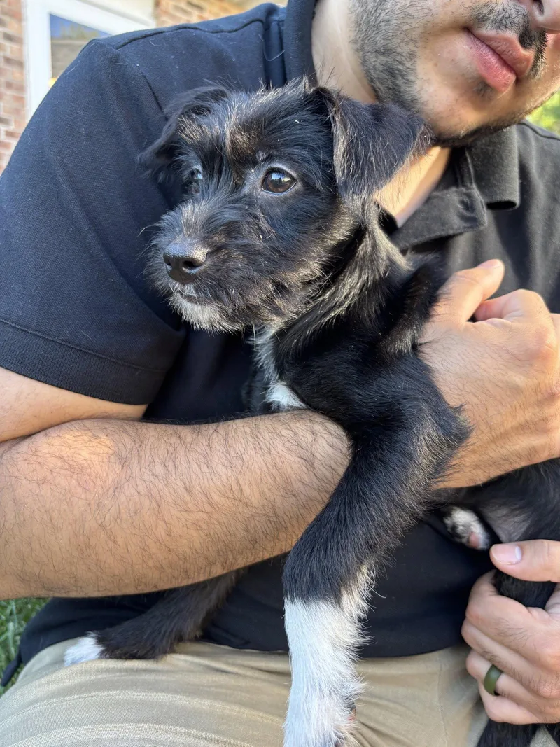 A baby medium-sized female Terrier dog named Super Nova for adoption in Wheaton, IL