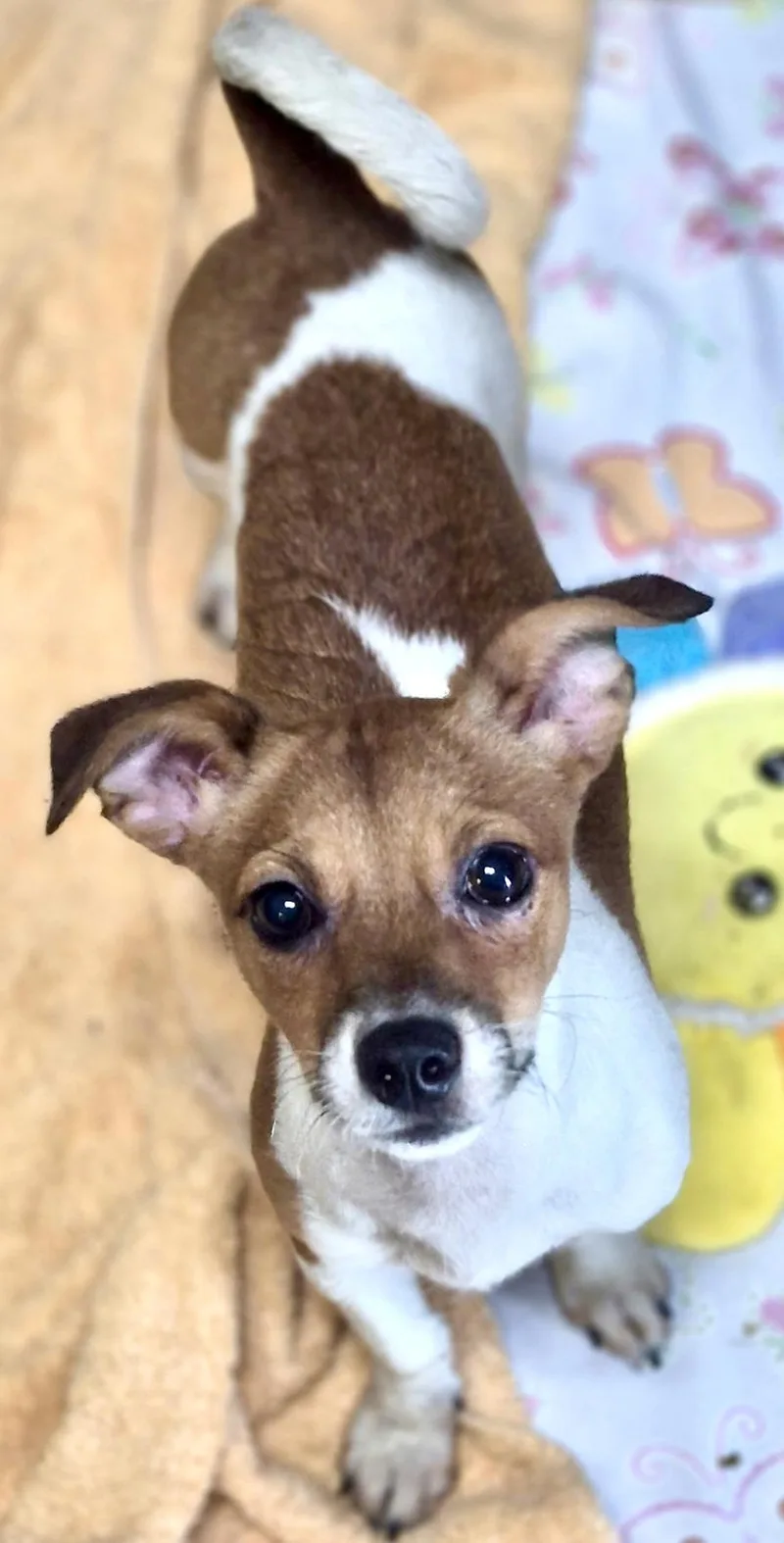 A baby small-sized male White / Cream Rat Terrier dog named Grogu for adoption in Los Angeles, CA