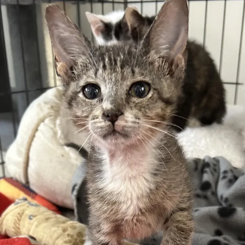 A baby small-sized male Brown / Chocolate Domestic Short Hair cat named Fortune Cookie for adoption in Kanab, UT