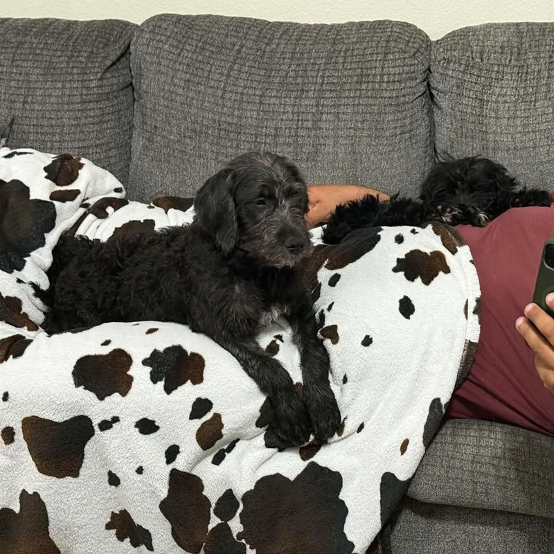 A baby medium-sized female Black Labradoodle dog named Giselle for adoption in Palm Bay, FL