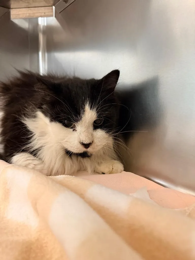 An adult medium-sized female Domestic Long Hair cat named Opossum for adoption in Mineral, VA