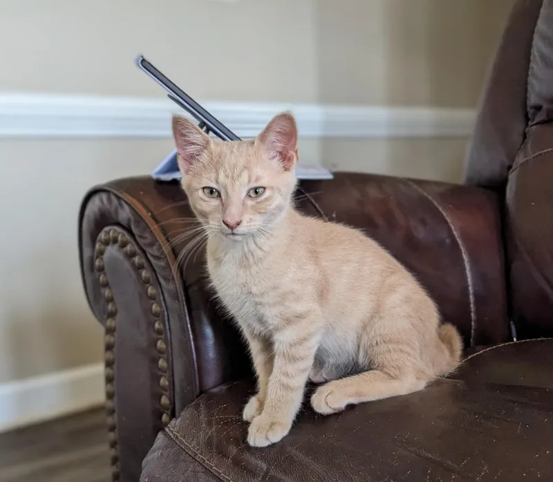 A baby medium-sized male Domestic Short Hair cat named Figaro for adoption in Youngsville, NC