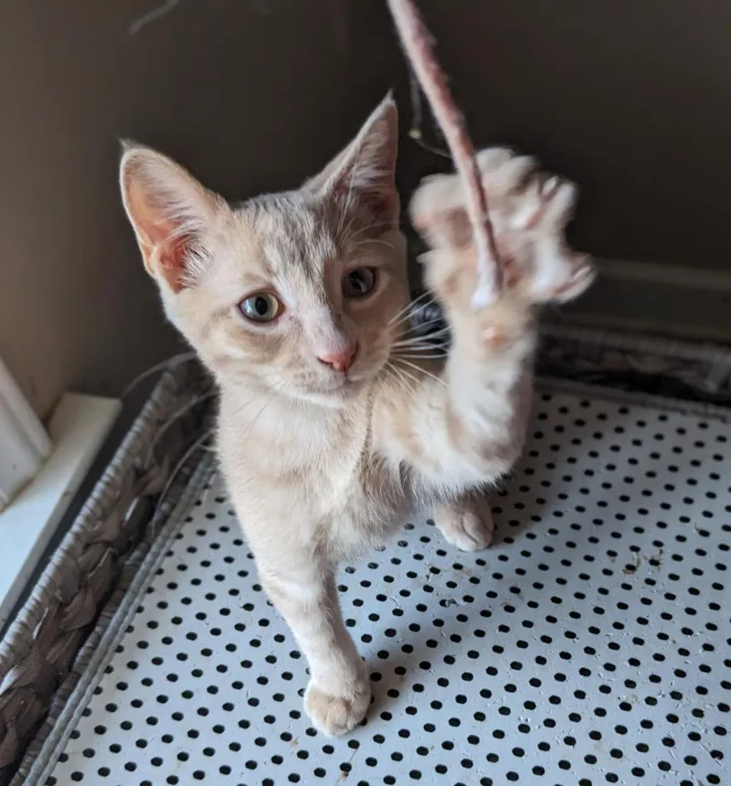 Figaro thumbnail 2