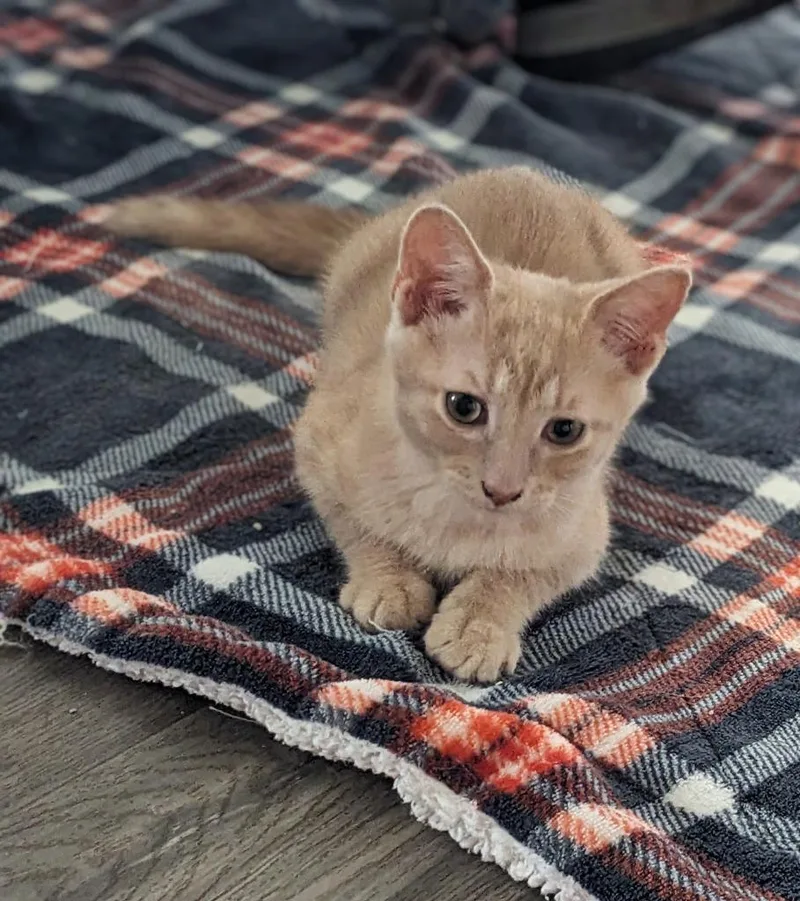 Figaro thumbnail 4