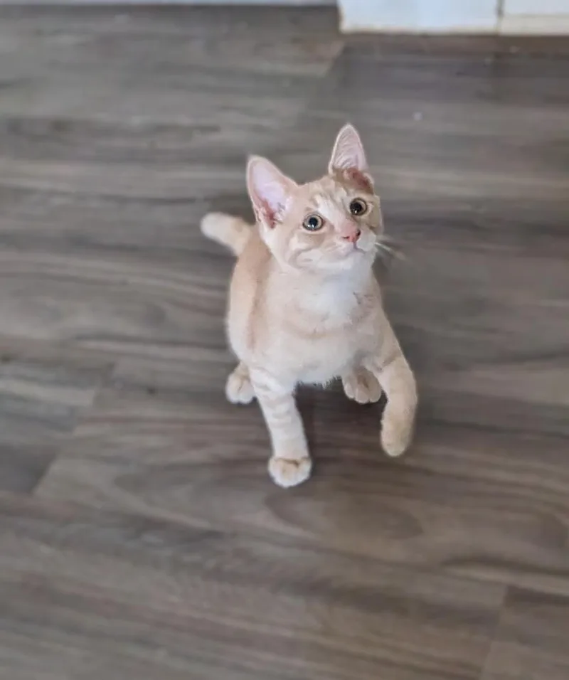 Figaro thumbnail 5