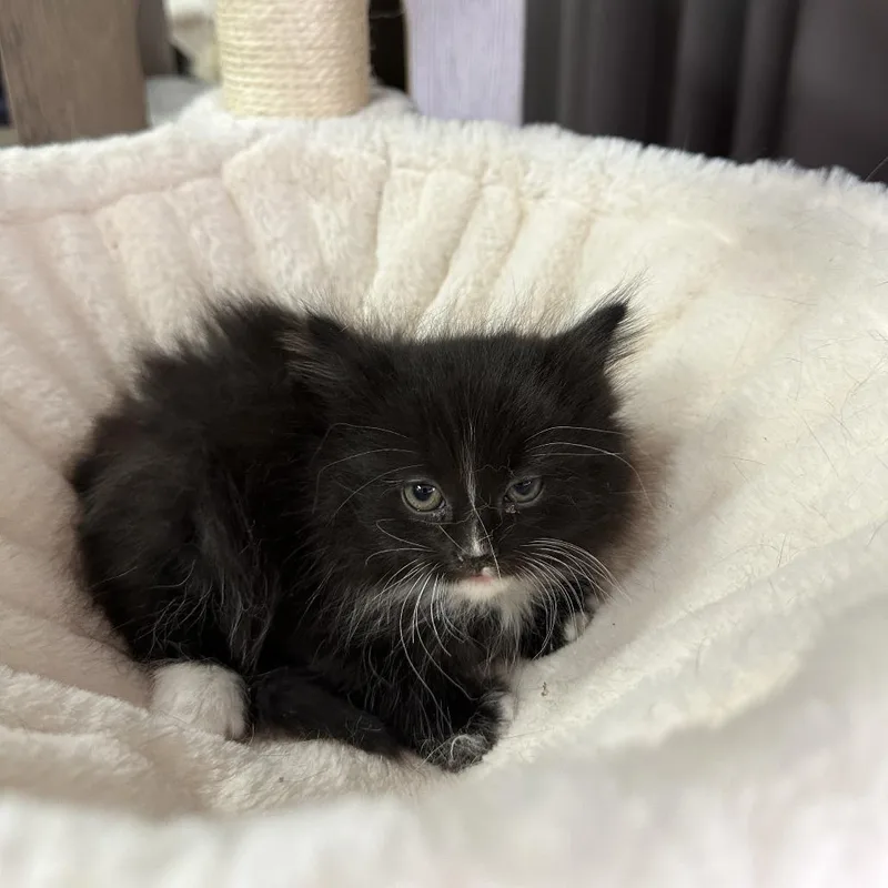 A baby small-sized female Black Domestic Medium Hair cat named Brownie Batter for adoption in Inman, SC