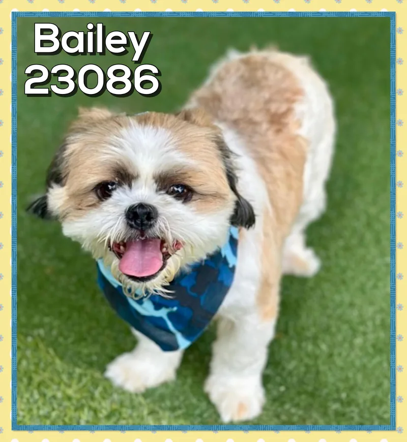 An adult small-sized male Shih Tzu dog named Bailey for adoption in Marietta, GA