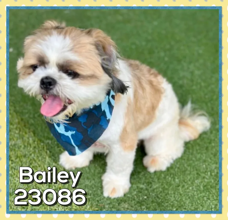 Bailey thumbnail 2
