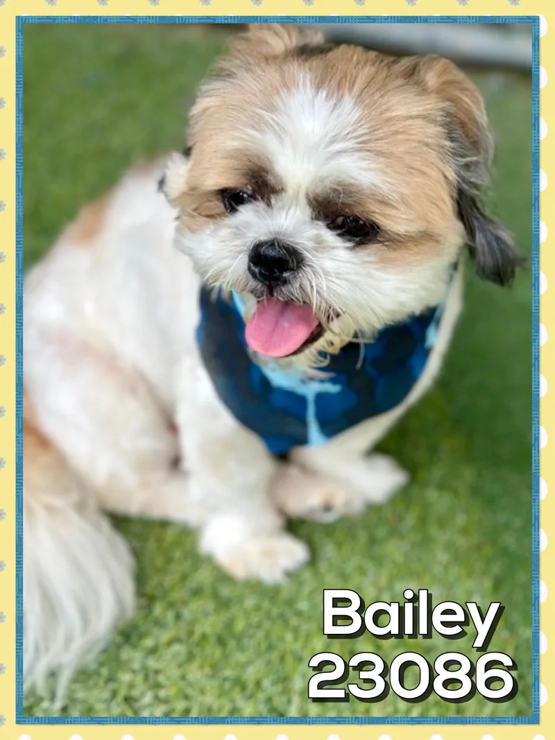 Bailey thumbnail 3