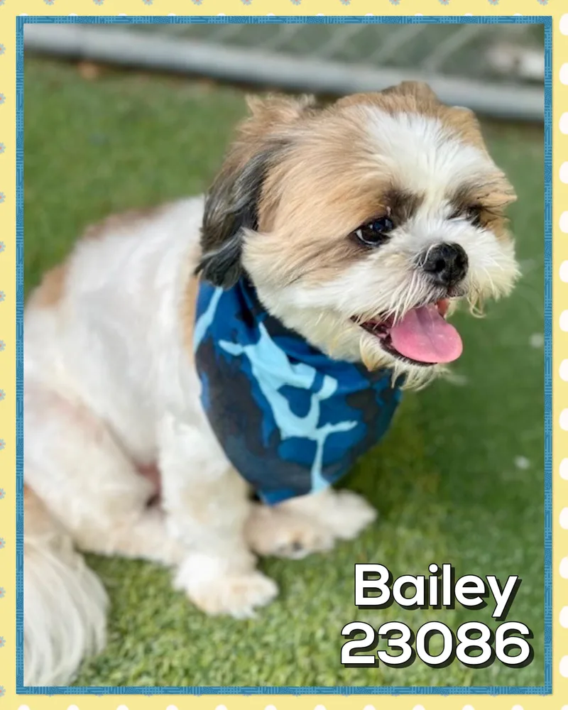 Bailey thumbnail 4