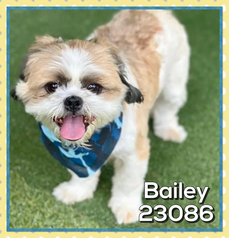Bailey thumbnail 5