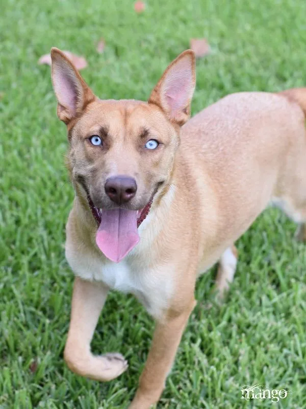 An adult medium-sized female Husky dog named Mango Foxy for adoption in Conroe, TX