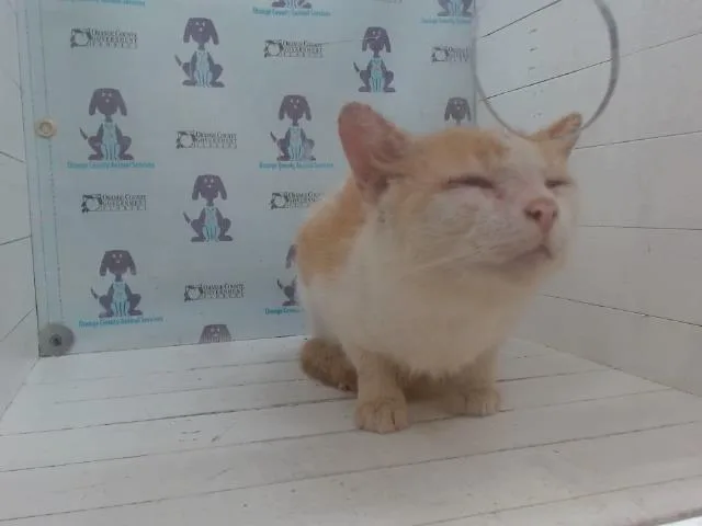 Fortunato