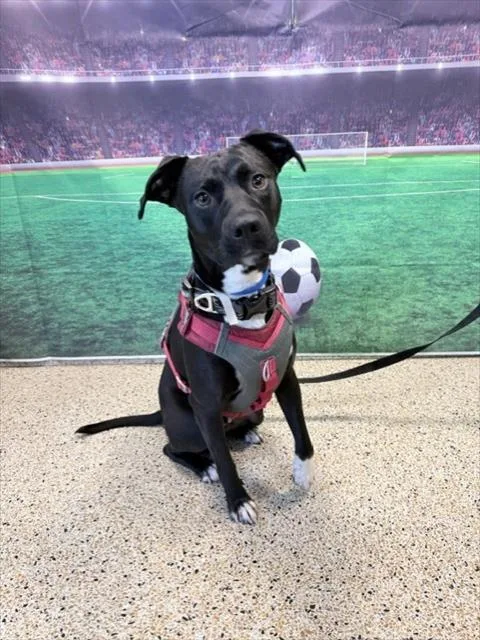 A young medium-sized male Labrador Retriever dog named Rocky for adoption in Miami, FL